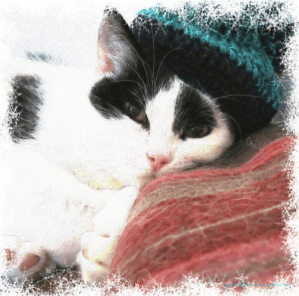 CaturdayArtwithBobbleHat