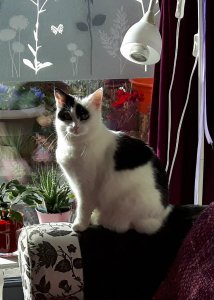 inthespotlightselfies