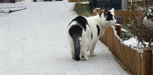snowingcaturdayart