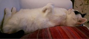 wordlesswednesdayinsavastana