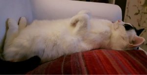 wordlesswednesdayinsavastana