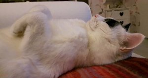 wordlesswednesdaysavastana