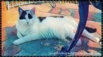 caturdayart9-9-2017