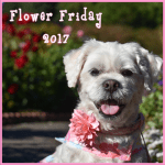 FlowerFriday2017 (1)