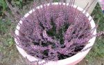 FlowerFriday