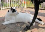 caturdayart