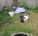 caturdayart