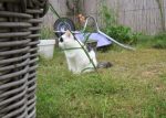 caturdayart