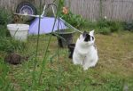caturdayart