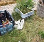 CaturdayArtChangeGarden