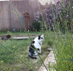 CaturdayArtChangeGarden