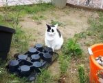 CaturdayArtChangeGarden