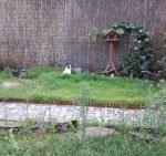 CaturdayArtChangeGarden