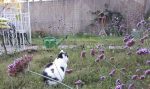 CaturdayArtChangeGarden