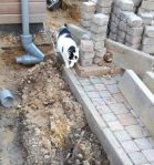 MondaySparksinmyGarden