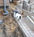 MondaySparksinmyGarden