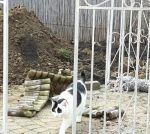 CaturdayArtGardenEpisode5