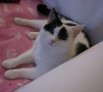 wordlessworldanimaldayonfourth