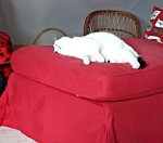 ExhaustedCaturdayArt