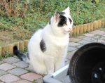CaturdayArt
