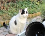 CaturdayArt