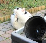 CaturdayArt