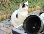 CaturdayArt