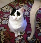 ThankfulThursdayallinone