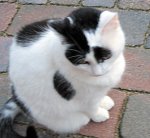 CaturdayArt2018