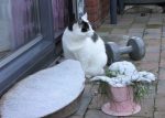 CaturdayArt2018