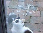 CaturdayArt2018