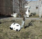 CaturdayArt21-4-2018