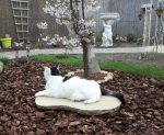 CaturdayArt