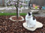 CaturdayArt