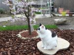 CaturdayArt