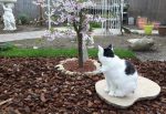 CaturdayArt