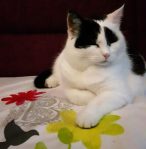 Thankful..Furriday…goose