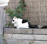 Aww-aSelfie-Spark-CaturdayArt