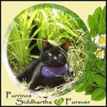 purrince-siddhartha-4ever-aug-2018