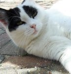 AwwCaturdayArtSelfieSpark