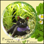 PURRINCE-SIDDHARTHA-Forever-L