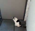 Binky’sandGranny’sBirthdayPawty2018