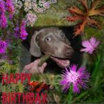 PhennyBirthday13-11-2018