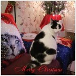 ChristmasCard2018Binky