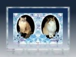 dw-Dezi n Raena sm Blessed Christmas reflect mirror blue&nbsp;2018