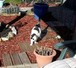 AwwwMondaySparkinRock