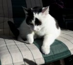 CaturdayArtSelfieTraining