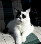 CaturdayArtSelfieTraining