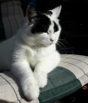 CaturdayArtSelfieTraining