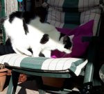 CaturdayArtSelfieTraining